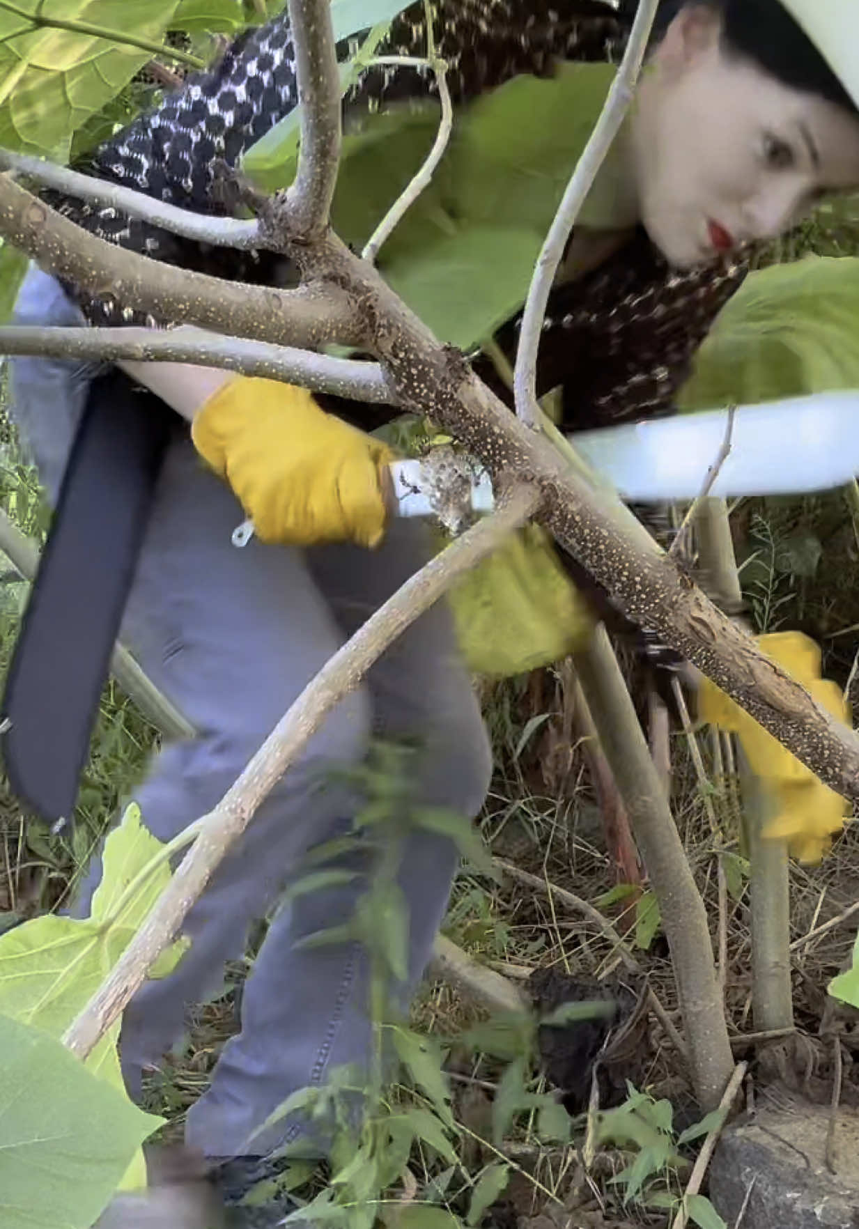 Danger lurks in the jungle. #engineering #clonetron #wasps #Minecraft #tunnel #quarry 