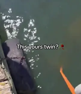 #viral #fyp #viralvideo #meme 