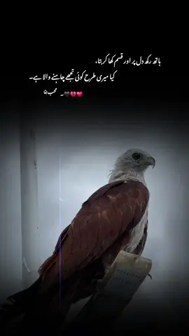 ہاتھ رکھ دل پر اور قسم کھا کر بتا کیا میری طرح کوئی تجھے چاہنے والا ہے  #1milionaudition #aeshetic #foryou #foryoupage #trending 