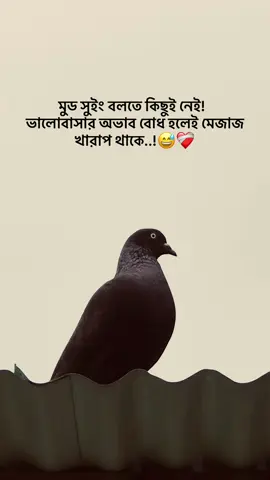 মুড সুইং বলতে কিছুই নেই!    ভালোবাসার অভাব বোধ হলেই মেজাজ  খারাপ থাকে..!😅❤️‍🩹 #foryou  #the_spydoo 