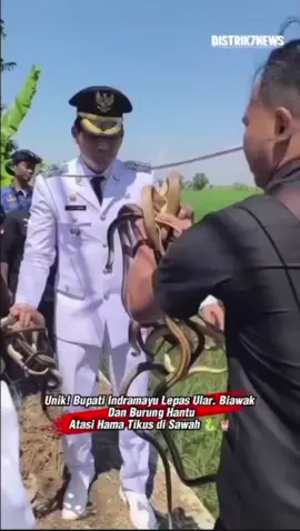Unik! Bupati Indramayu Lepas Ular, Biawak, dan Burung Hantu Atasi Hama Tikus di Sawah 🐍🦉” Indramayu, Jawa Barat – Cara unik dilakukan untuk mengatasi serangan hama tikus yang kerap mengancam sawah petani. Bupati Indramayu, Lucky Hakim, melepas ratusan ekor ular, biawak, hingga burung hantu ke area persawahan. Langkah ini diharapkan bisa membantu para petani menjaga hasil panen sekaligus mengurangi kerugian akibat hama. 📅 Minggu, 17 Agustus 2025 📍 Indramayu, Jawa Barat 🇮🇩 Distrik7 News – Informasi aktual, terkini, dan terpercaya. --- #Indramayu #BeritaIndonesia #HamaTikus #Pertanian #BeritaViral #Distrik7News #JawaBarat
