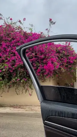#صباحكم_سعادهـ🌸🍃 