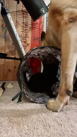 The night they learned to share toys!#blackcatsoftiktok #germanshepherd #kittensoftiktok #catsanddogs #kitten 