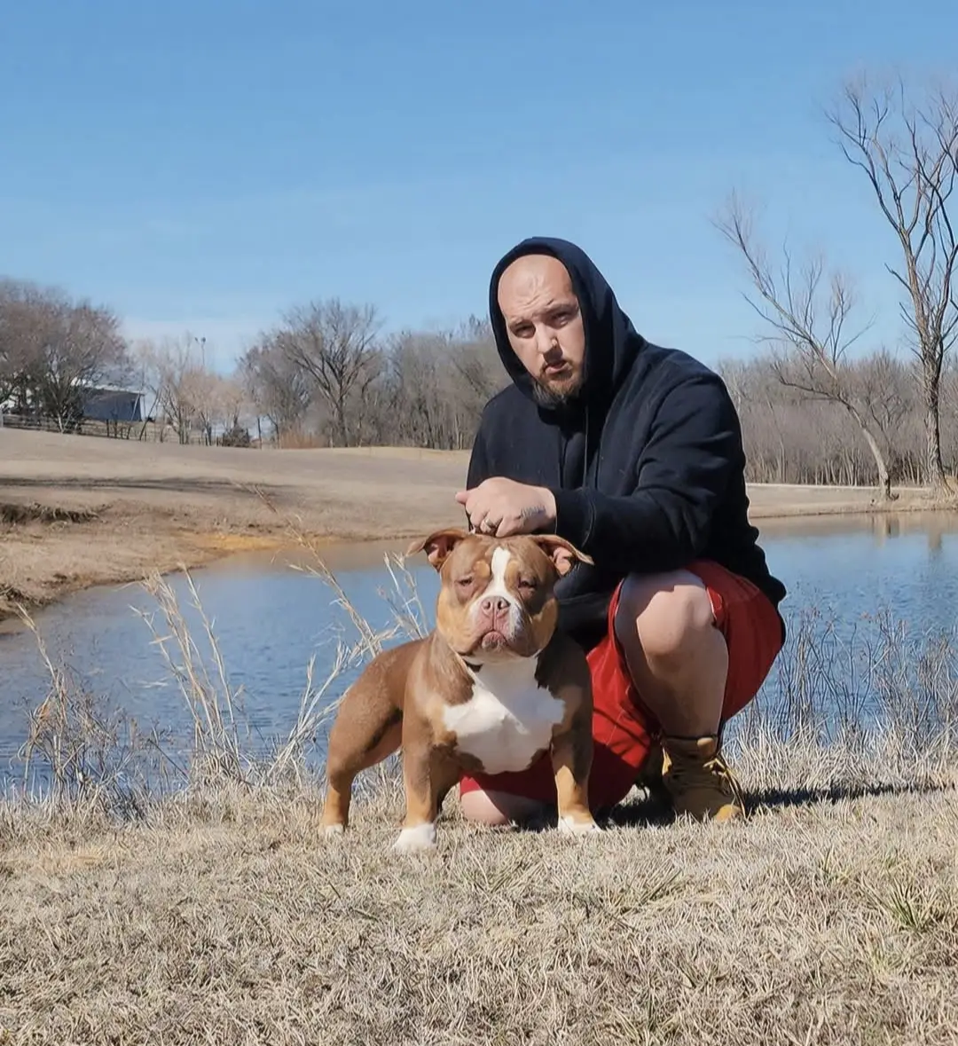 #dog #dogsoftiktok #abkc #abkcpocket #bully 