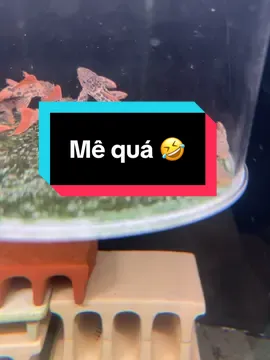 L600 super red đem tới niềm đam me bất tận #l600#pleco #Tkaqua 