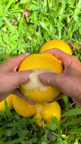 abiu ASMR ✨😈🍒 #abiu #asmr #fruitporn #treehousechicks #fyp 