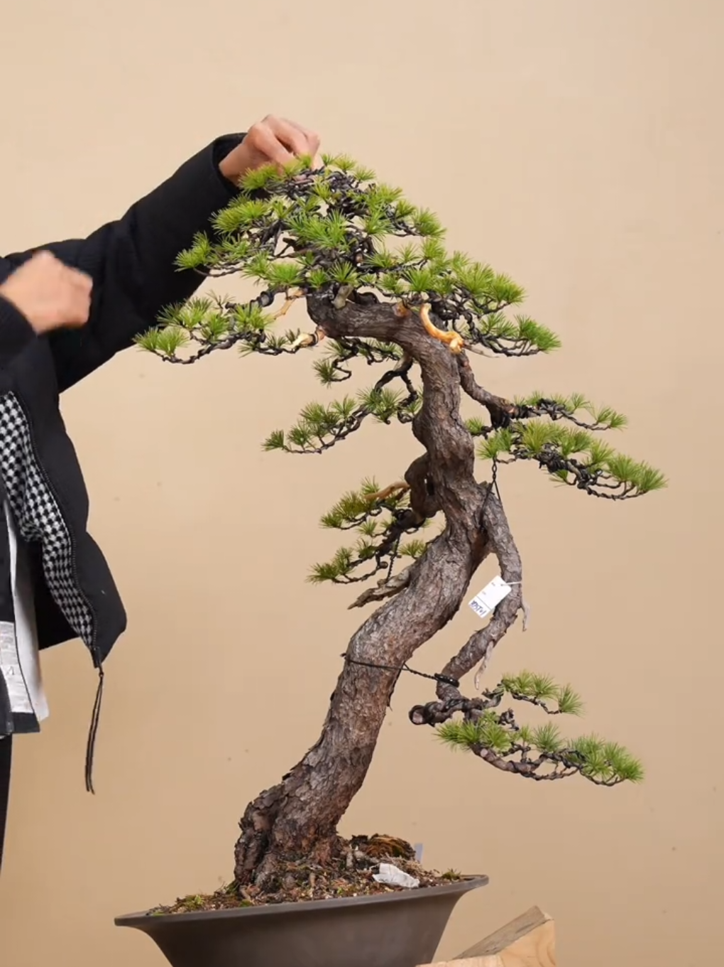 Inspirasi stylish bonsai cemara.... #bonsai #bonsaicemara #bonsaiindonesia #bonsaisancang #bonsaitree 