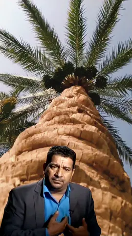 وتسألني تكلي شسوه وگتك بيك شسولفلك شكلك تكتل الحرگه #سمير_صبيح #الراحل_سمير_صبيح #explore #fyp #tiktok 
