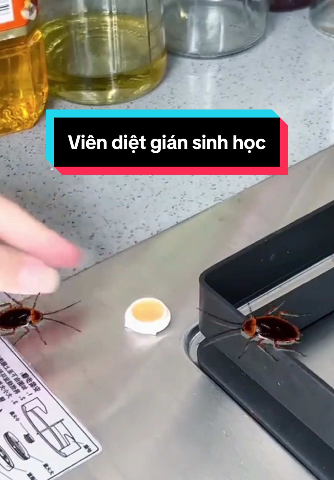 Viên diệt gián sinh học AMB, trị tiểu cường ngay tại nhà #viendietgiansinhhocamb #viendietgiansinhhoc #dietgiansinhhoc #dietgian #LearnOnTikTok #tiktok 