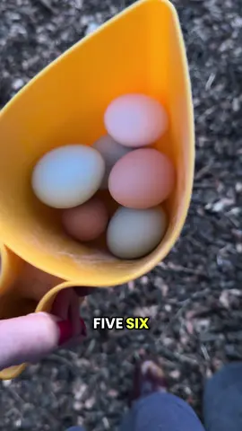 Easter Egg Hunting - Part 1 #chickens #chickensoftiktok #ducks #ducksoftiktok #backyardfarm 