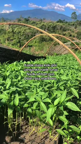 #petani #petanimuda #petaniindonesia🇮🇩🇮🇩🇮🇩🌿🌿 #petanimilenial #petanicabai #fyp #petanimodern #petanisukses 