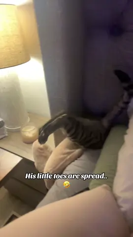 Soon he won’t fit… 🤣🤣🥰🥰 @Ted Schulte #viral #viralvideo #catsoftiktok #funnyvideos #animals 