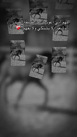 #CapCut #خيل_وخياله🐎 #fyp #viral #اقتباسات 