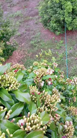 💪💪#cengkeh #petaniindonesia🇮🇩🇮🇩🇮🇩🌿🌿 #fyppppppppppppppppppppppp 