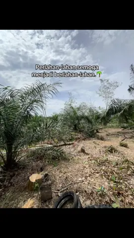 Aminnn🤲🔥🌴#bismillah #sawit #bosmuda😎 #petanisawit #sawitontiktok 