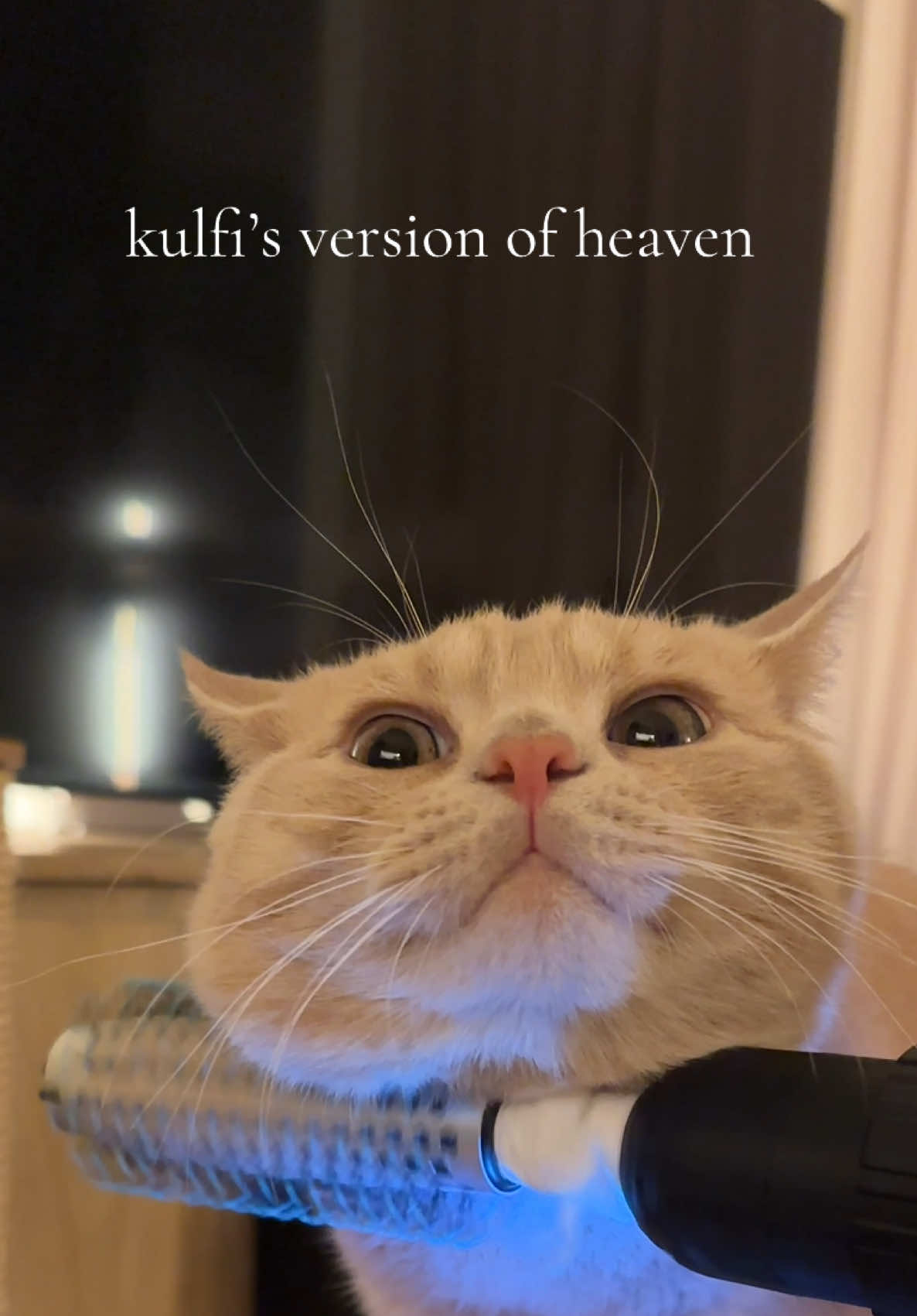 kulfi is really living his best life #brittishshorthair #fyp #catsoftiktok #cats 