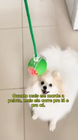 Meu cachorro tá alucinado com essa bolinha que rola sozinha #pet #brinquedopet 