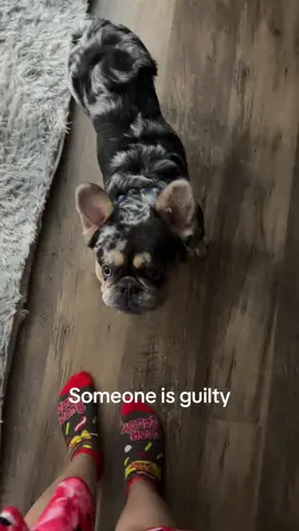 Who do y’all think did it? #fyp #dog #frenchbulldog #frenchie #dogsoftiktok 