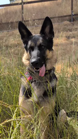 I guess I'm just cute!  All voice credit goes to @RxCKSTxR #dogs #germanshepherd #gsd #dogsoftiktok #coltonkane 