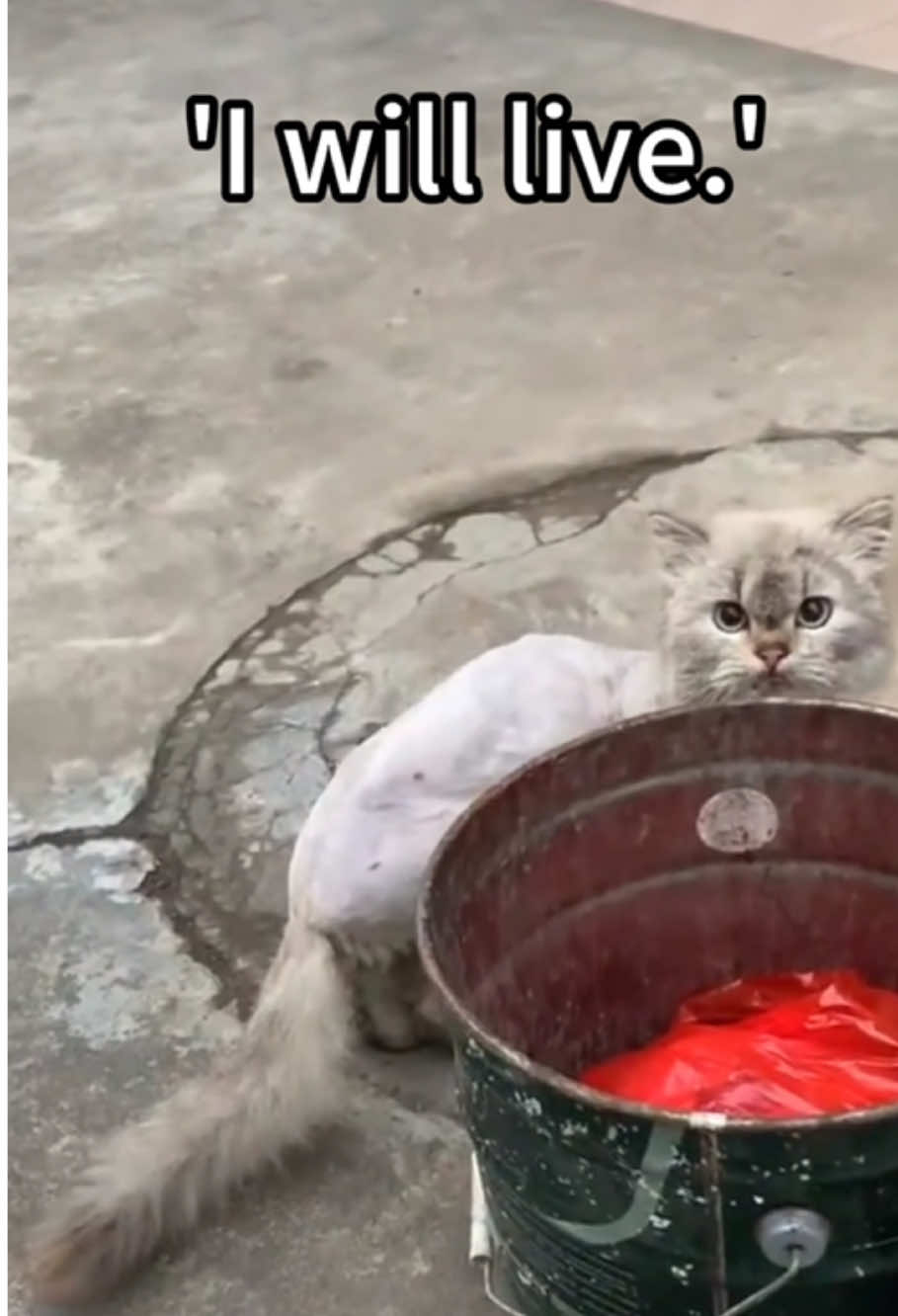 I will live... #straycat #fy 