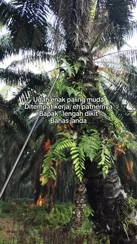 Biasaa bapak