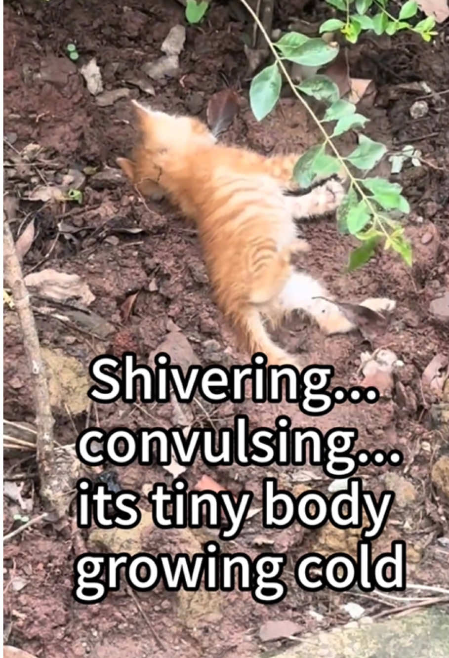 🥺..#straycat #fy 