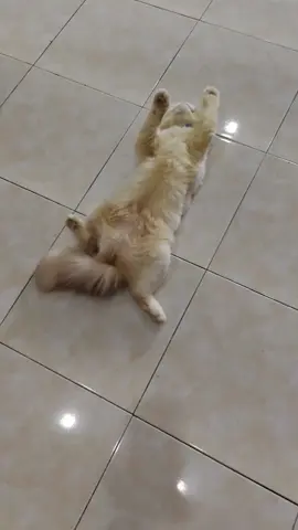 pulang lomba cpe x aah ... 😹😹😹 #cat  #cats  #catlover  #agustus  #kucinglomba17an 