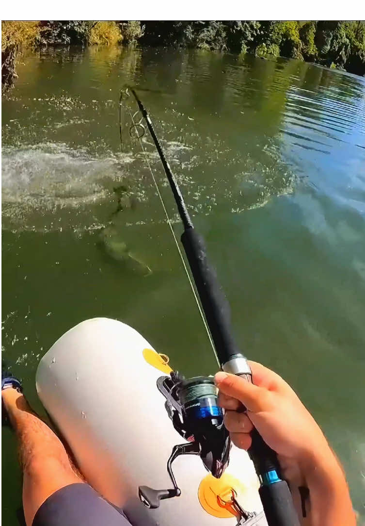 #fishing #catfish #lure #fypp 