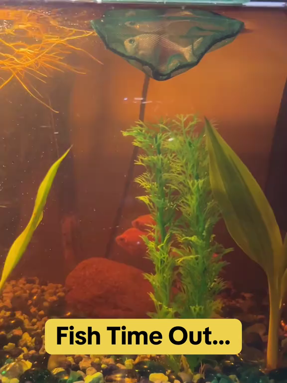 Treat your pets of any type of species as if they are another individual, see their understanding!! This women disciplined a fish!!  #fyp #viral #fishtok #timeout #badbehavior #Cred:@bianca_marie90