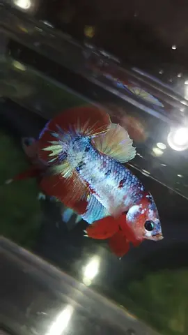shimer shimer gess  Rainbow Aurora 🌈  #ikancupang #cupanghias #bettafish  #shimershimer 