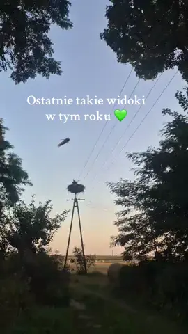 #bociany #natura #siedlisko #outdoor 