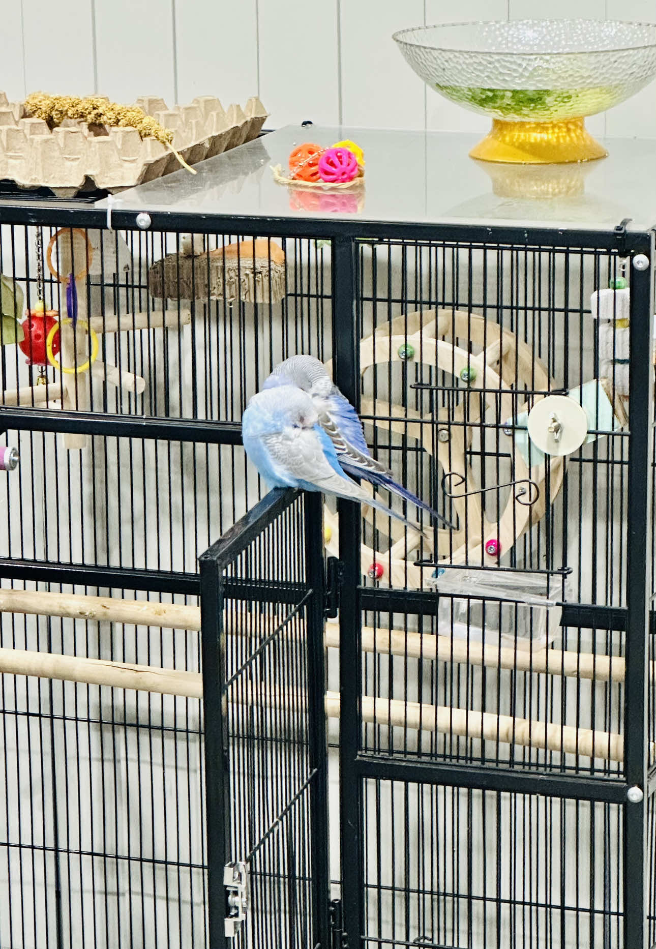 My feather friend enjoying the best sleep during movie time 🐦💤🎬”.          I watch, they nap 💤🐦” #budgielove #budgielife #budgie #budgiesoftiktok #sleep 
