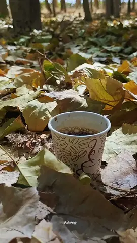 اشتقنا لأيلول 🍂😌 #ورقو_الاصفر_شهر_ايلول #فيروز #zsbeity 