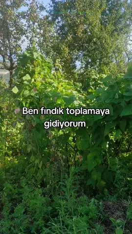 Hayatımda ilk defa fındık topluyorum,kendimi her gün yeniden keşfediyorum...#findiktoplama #trabzon #karadeniz 