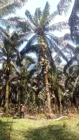 #CapCut makan buah itu😁🤣