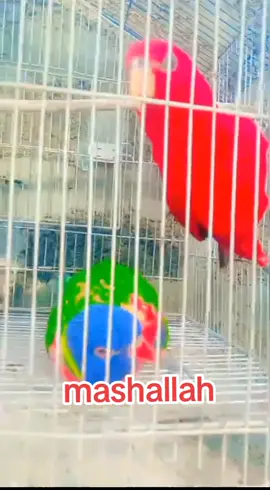 #viral #video #
