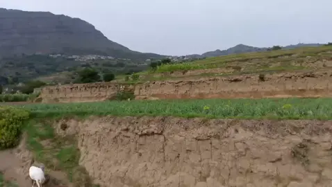 اليمن الربادي الشمسيه 