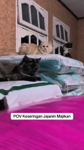 🤭 Sehat selalu orang baik🫶🏻 #catlover #petshop #pet #fyp #petlover 