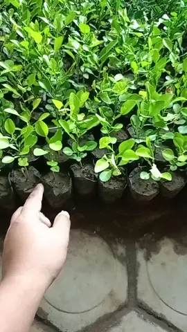 bibit jeruk purut semai biji Monggo lgsg saja di co di pojok kiri bawah#bibit jeruk purut murah tiktok shop 