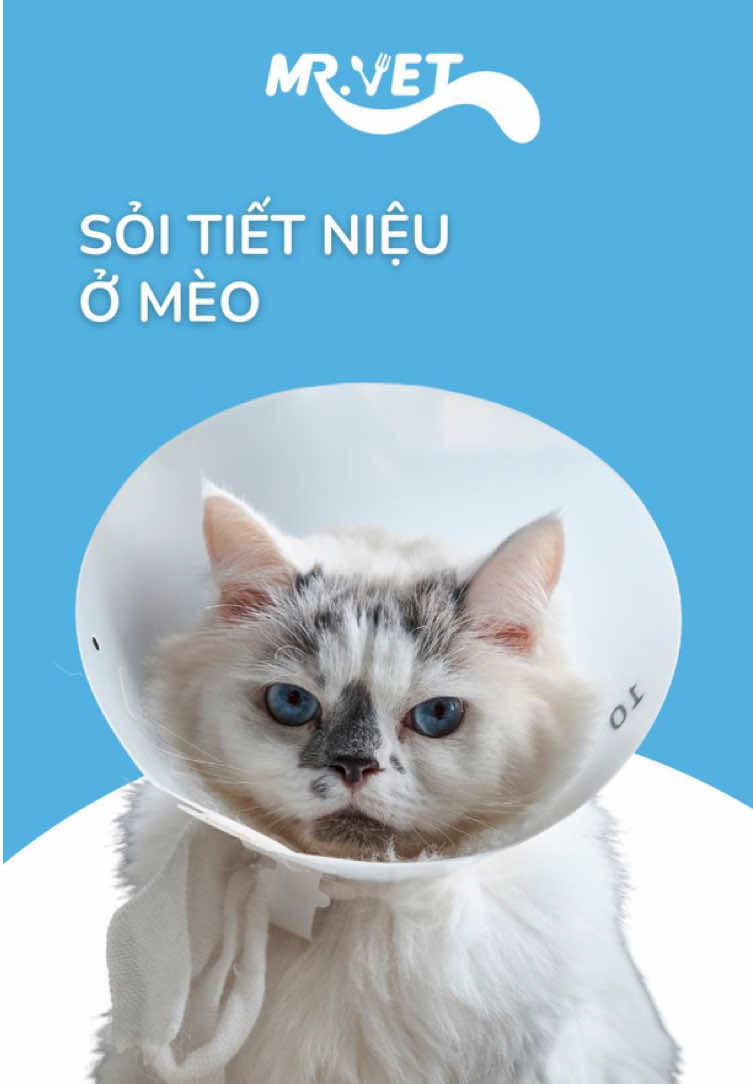 Không chỉ người mà mèo cũng có thể bị sỏi? #mrvet #petcare #petour 