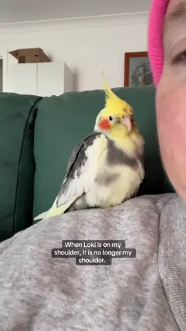 Angry birb. #cutepet #parrotlover #birb #cockatiel #birdbaby 