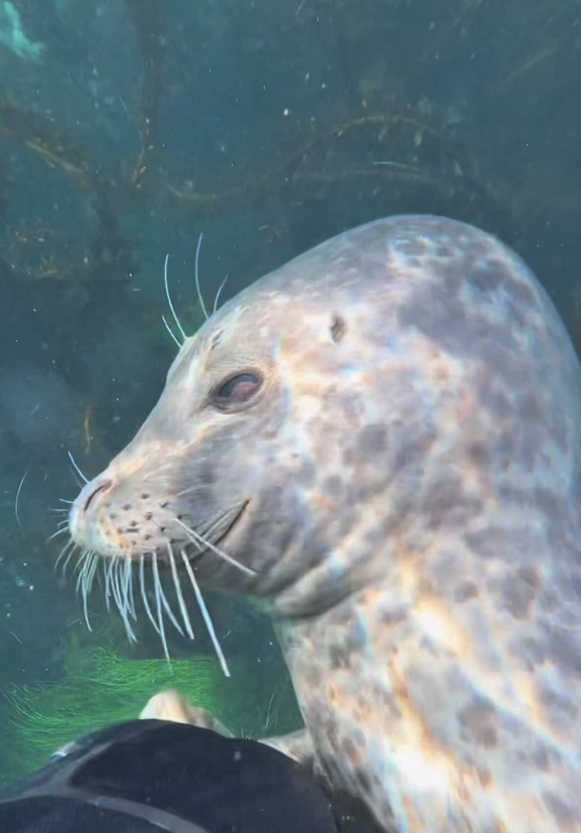 #seal 