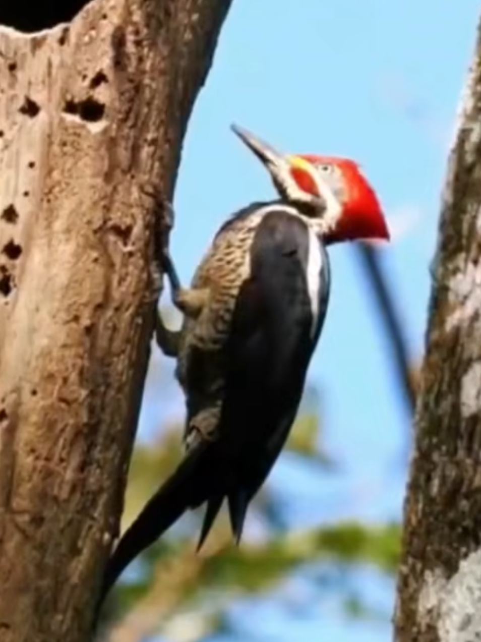 Woodpecker🤩and the Mysterious Sound Series #fyp #LoveNature #AnimalWorld #woodpecker 