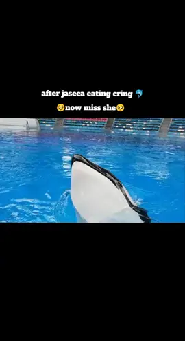 #jaseca #dolpin #oracao #new #video #viral #goviral #foryou #foryoupage 