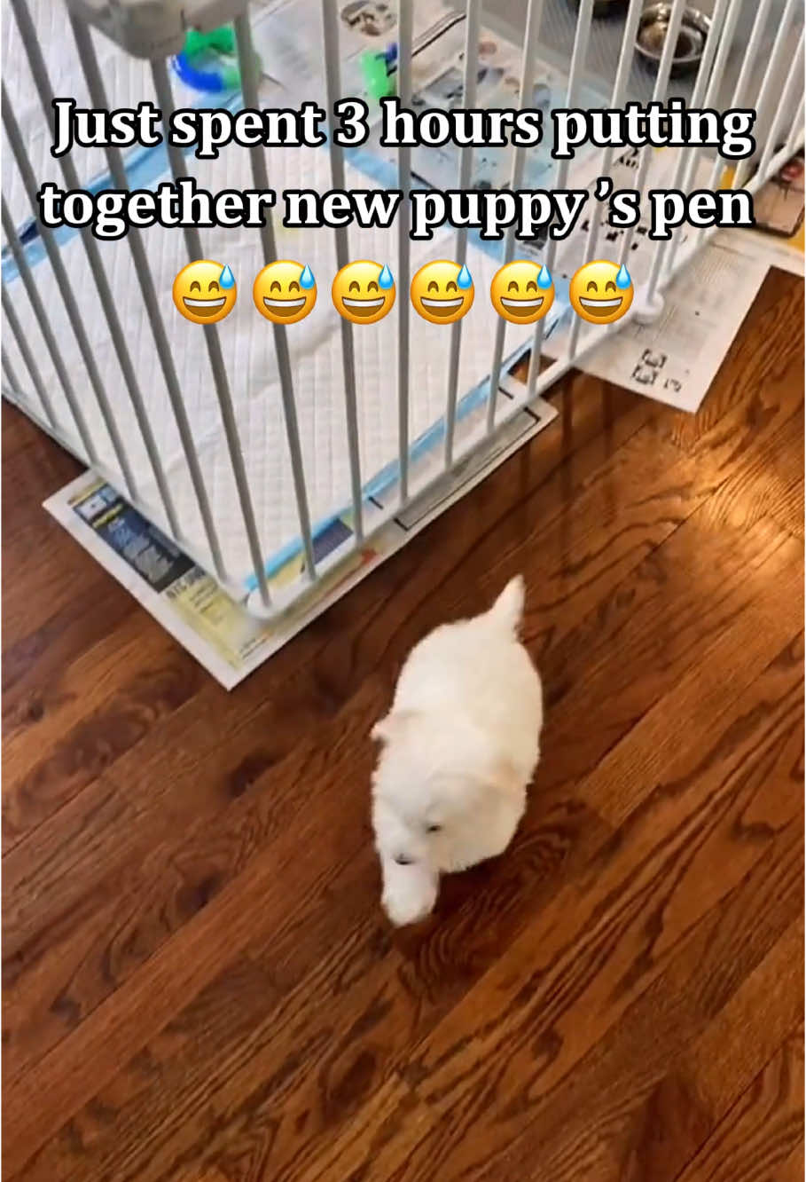 Dogs are escape artists 🐕👀🤣🤣 #funnymoments #dogsoftiktok #foryou #cute #dogslover 