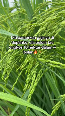 Ytta😝#fyp #anakpetani🌾 #wijapaggalung🌾 #masukberandafyp #lewatberanda 