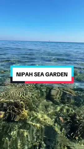 Memangnya di Lombok ada Sea Garden ? Lhoooo sepele nih kenalin “Nipah Sea Garden” tak perlu menyelam untuk menikmati keindahan terumbu karangnya 😍🤩 #lombok #nipah #pantainipah #seagarden #sarjanaholiday 