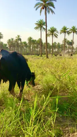 العراق 🇮🇶 ريف العراق 🌴 🐃 🐄 