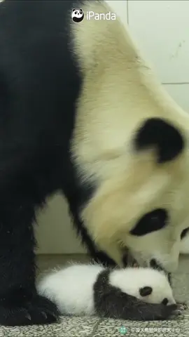 Why does the panda mom lick her baby?  By licking the cub, the panda mom helps clean the cub's body and stimulates its bowel movements. The mother’s body heat also transfers to the cub, making it feel more comfortable. (Su Shan & Su Shan's cub) #panda #animal #cute #fyp #Love #mother #cute #cutebaby