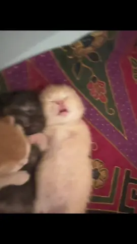 Aaaaaaaa#kittycat #kitten #catlover #fyp 